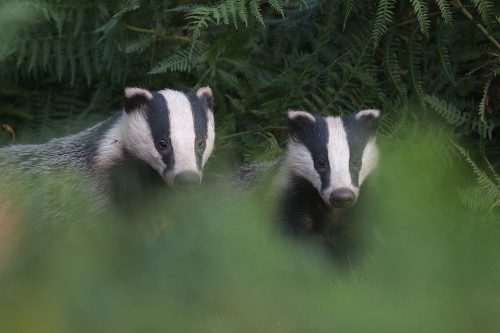 A mother and cub emerge from their sett together just before dusk. Derbyshire, Peak District National Park. Despite being incredibly shy and elusive, badgers are one of my favourite British species to photograph.