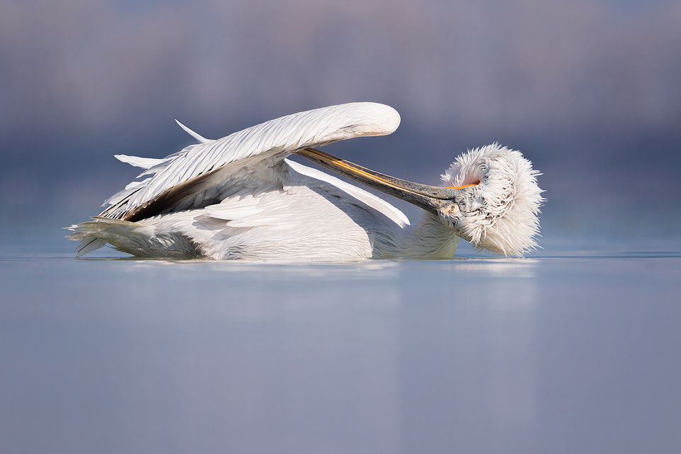 Preening Pelican. Dalmatian pelican preening under its wings whilst on the water. Lake Kerkini, Northern Greece. These stunning birds spent a lot of their time ensuring they were looking their best as the breeding season approached.