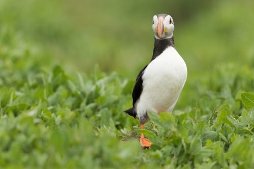 Atlantic puffin standing amongst the fresh green vegetation on Inner Farne. Farne Islands, Northumberland.