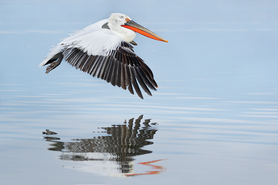 Dalmatian Pelican in flight reflected in the still waters of Lake Kerkini in Northern Greece. One of the most impressive aspects of these stunning birds was their gigantic wingspan. Adult pelicans can have a wingspan of over 11ft! This makes them one of the worlds largest flying birds. On our last day we were lucky enough to get an almost perfectly calm day for reflections. To make the most of it we headed out on a boat trip and were able to capture a range of images of the pelicans mid flight reflected in the lake.