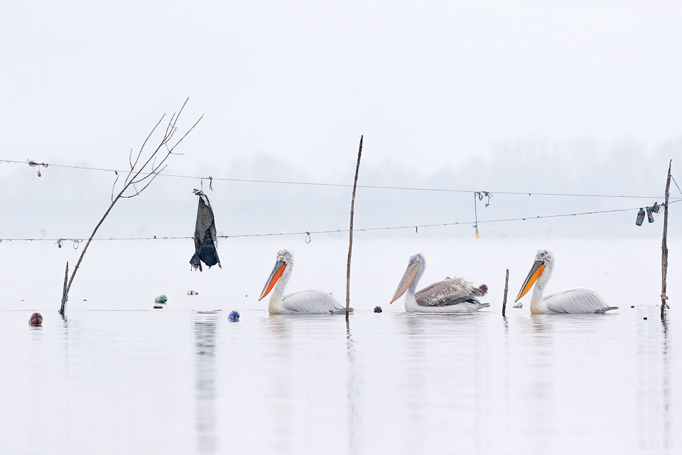 Dalmatian Pelicans in Fishing Poles - Francis J Taylor Photography