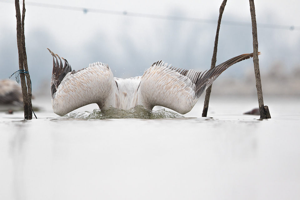 Dalmatian Pelican Fishing. Dalmatian Pelican dives down to catch the fish attracted to the fishing poles on the shores of Lake Kerkini in Northern Greece. At the beginning of my time at Kerkini I avoided photographing the pelicans as they moved between the assorted flotsam near the shoreline, seeing it as a major distraction. However by the end of the week I realised the potential to create some interesting and unique images using the distinctive fishing poles.