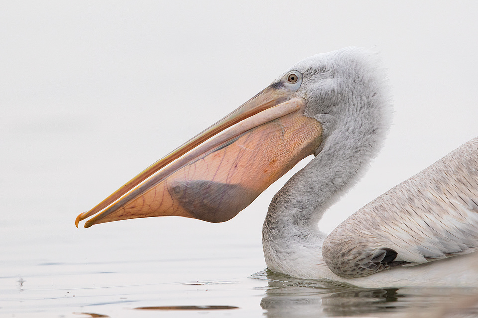 Dalmatian Pelican with Fish. A juvenile Dalmatian pelican with freshly caught fish shown in the pouch. Lake Kerkini in Northern Greece.