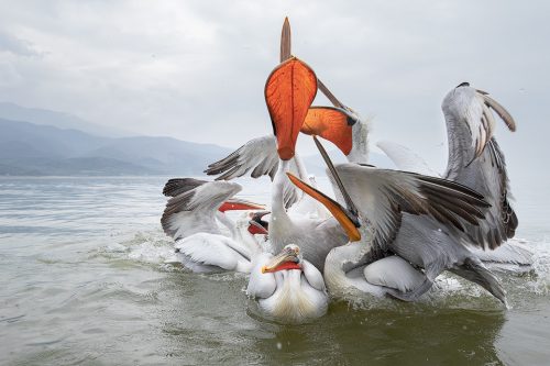 Pelican Pile Up. A group of pelicans squabble for the fresh fish thrown to them by the local fishermen. Although there is often controversy around the regular feeding of wildlife as it can cause dependency, there is no doubt that the help from the fishermen here has not only helped to bring the pelicans back from the brink of extinction, but also to bring in money for the local community through ecotourism.