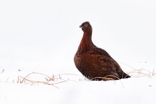 Red Grouse in Snow. Young male red grouse feeding on vegetation poking through the deep snow drifts. I really like the simplicity of snowy images like this, it almost looks as though it could have been taken in a studio!