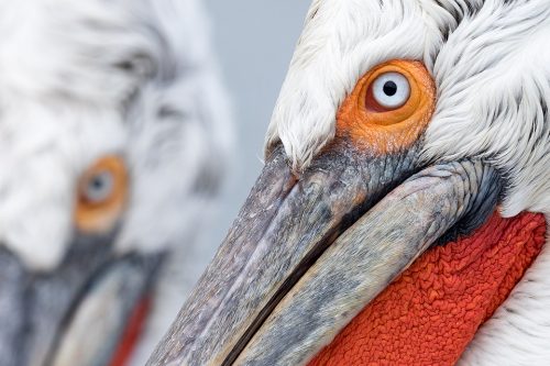 Dalmatian Pelican Close up. Lake Kerkini, Northern Greece. Daily feeds by the local fisherman offered some incredible opportunities to get up close and personal with these stunning birds. Here I used my telephoto lens at f/11 to pick out the fine details and ensure everything was tack sharp. I love the simplicity of images like this, focusing on shape, colour and fine detail rather than the wider view.