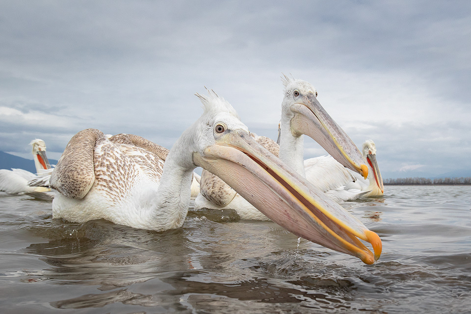 Juvenile Dalmatian Pelicans. In some areas the pelicans were so habituated that they would come within metres of us, allowing for some wide angle images. Here a pair of particularly confident juvenile pelicans reached out to grab a fish from the bucket next to me. Lake Kerkini, Northern Greece.