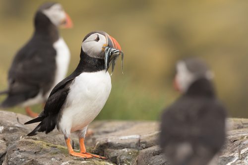 Puffin Group. Three Atlantic puffins on the rocky shore of Staple Island. Farne Islands, Northumberland.