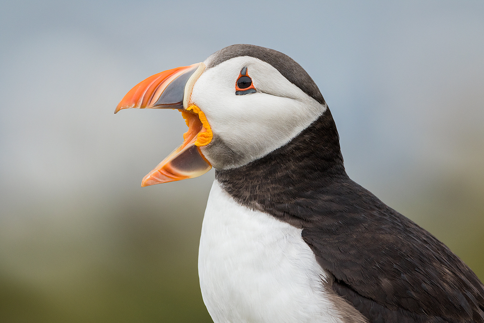 Squawking Puffin, taken on Staple Island bird sanctuary. Farne Islands, Northumberland.