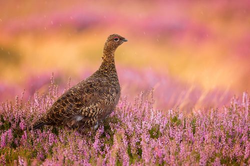 Red Grouse in heather, taken during the August heather bloom in the Peak District National Park.