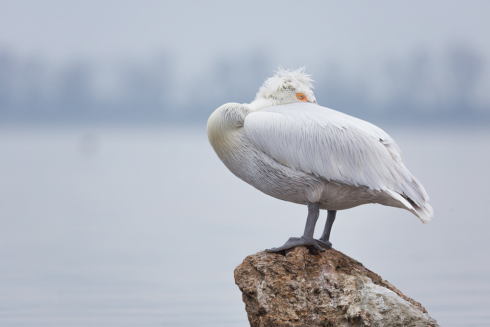 Dalmatian Pelican resting on a rock at the edge of an artificial island, created specifically to help increase breeding success and reduce disturbance. Lake Kerkini, Northern Greece.