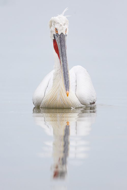 Adult Dalmatian Pelican reflected in the still waters of Lake Kerkini, Northern Greece.