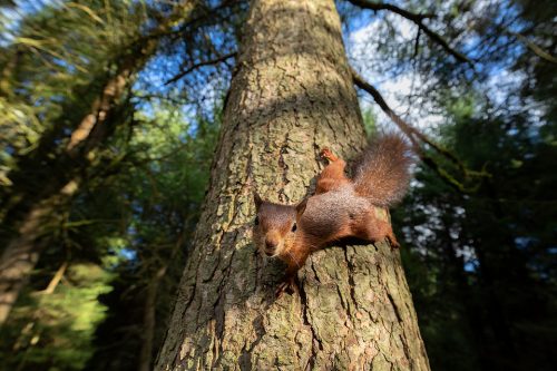 This inquisitive little red squirrel wasn't phased by me or my camera at all. Rather than keep using my long telephoto lens, this gave me the opportunity to get a different perspective with my wide angle lens. This image was taken at 18mm on full frame, so the squirrel was just an inch or two from the front of the lens! This wide angle image highlights their amazing ability to scale a tree headfirst thanks to their double-jointed ankles.