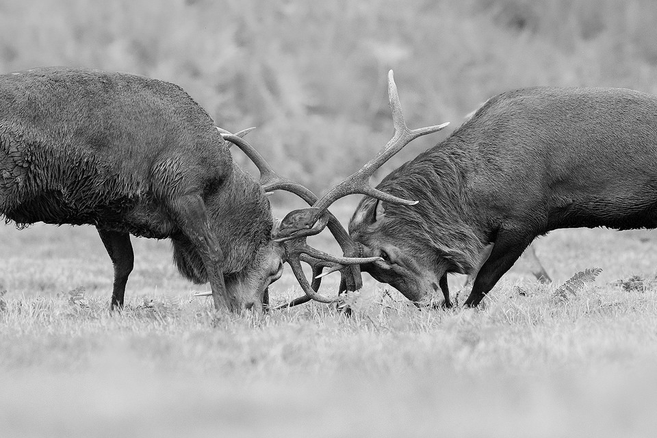 Rutting Stags Close Up. Red Deer stags locked in combat for control of a group of hinds. Although my preference is to photograph my local population of wild deer in the Peak District National Park, I do occasionally visit the deer parks for images that are too dangerous or difficult to attempt in the wild. One of the issues with photographing wild red deer rutting is that their heads are often obscured by long vegetation not a problem in the much more manicured deer parks.