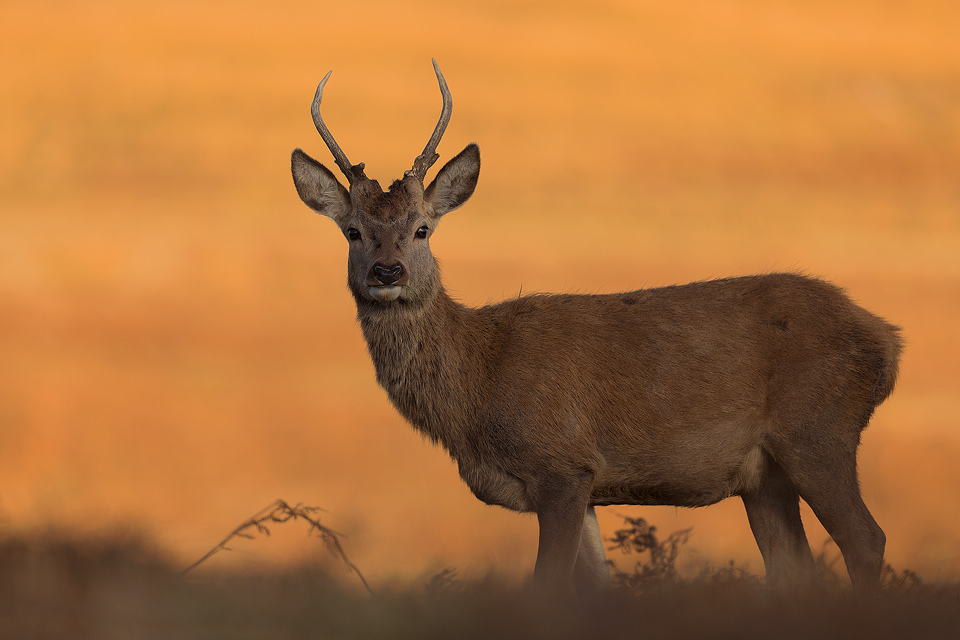 Young Red Deer Stag standing in the shaded bracken beds whilst the hillside behind is illuminated by warm afternoon sunshine. Young stags often lurk at the edge of harems, waiting for an opportunity to mate with hinds when the dominant stag isn't looking!