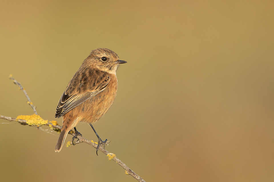 A female stonechat poses beautifully on a lichen covered branch in warm late afternoon sunshine. Lincolnshire Coast, UK. As the name 'Stonechat' suggests, the birds sharp call sounds like two stones being tapped together.