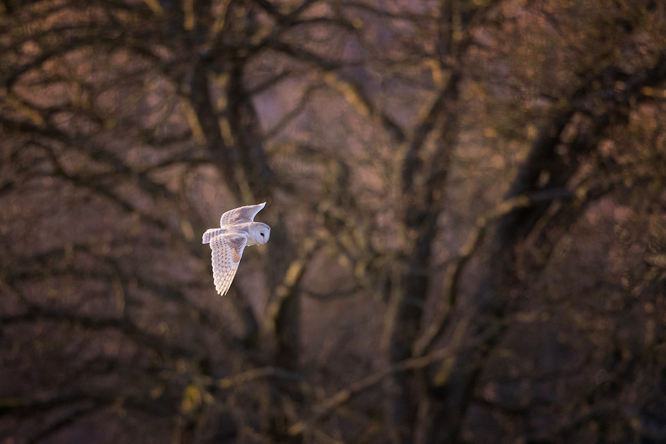 Sunlit Barn Owl photographed small in the frame against the shapes of an old tree. Sunlit Barn Owl hunting in some late afternoon winter sunshine. Whilst barn owls are primarily nocturnal for much of the year, during the winter months they are sometimes forced to hunt during daylight hours due to vole activity dropping in the sub-zero night time temperatures.