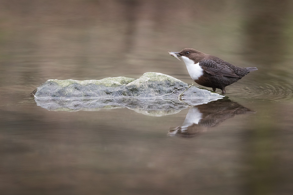  Reflected Dipper With Fish. Derbyshire Dales, Peak District National Park. I watched this dipper hunting along a clam stretch of the river and after watching it pluck a wriggling fish from the water I waited for the dipper to reach a nearby rock and pause to enjoy its catch. 