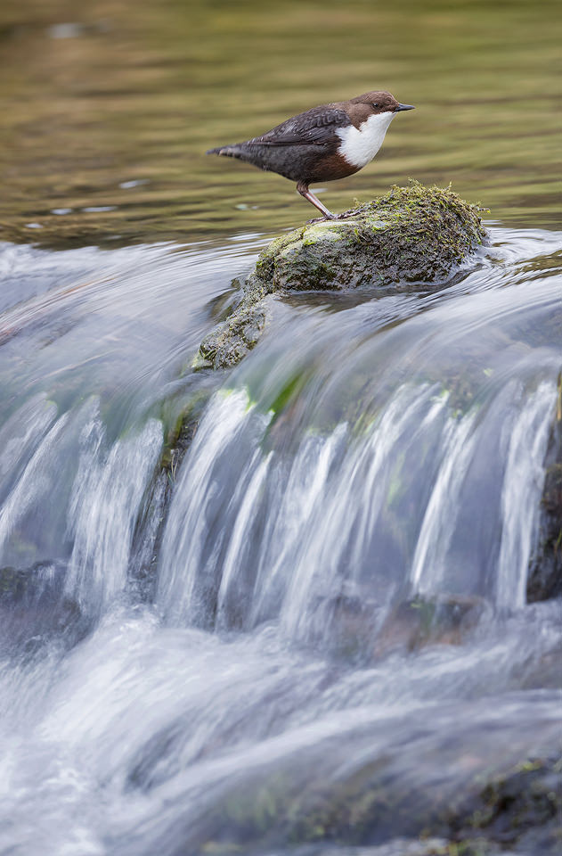 Dipper on a Waterfall. I followed the daily life of this particular dipper for several weeks until he got used to my presence. It's always such a pleasure to earn the trust of a wild animal and allows the opportunity for images that wouldn't be possible with a brief visit. Here I used a slow shutter speed of 1/20 second to show show motion in the water. With images like this it's a case of taking a large number of photos and finding the sharpest one, as any slight movement from the subject and the image can be ruined.