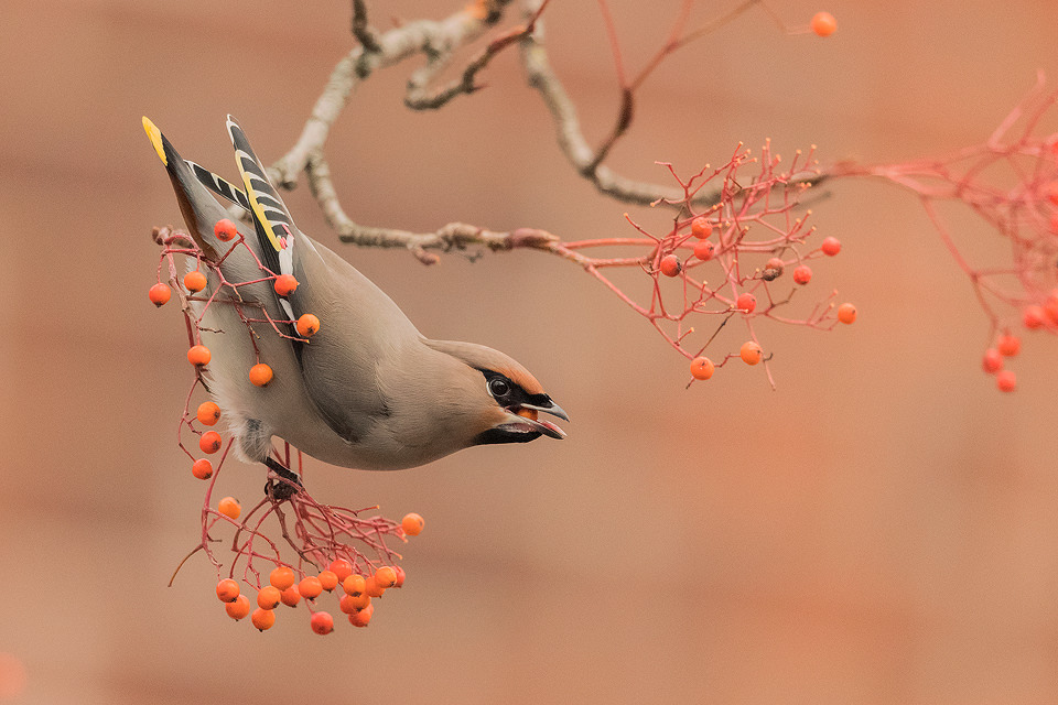 Sheffield Waxwing. The waxwing, a colourful winter visitor to the UK. These stunning birds come to the UK to feast on the berry crop when there is a shortage of food for them at home. This only happens periodically and when large numbers of them appear it's known as an irruption. This is one of around 30 waxwings I photographed in 2019 next to the busy Ecclesall road in my home city of Sheffield. Although they had been around for a couple of weeks I waited until the tree tops were bare so that I could photograph them against the colours of the brickwork on the lower branches.