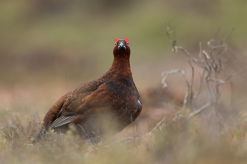 Red Grouse Frown. Male red grouse looking upset due to the white strip of feathers under the beak, Derbyshire, Peak District National Park. This particular bird has a real personality and is such a poser that I decided to nickname him Famous. This image was taken during my long term red grouse project where I spent several months photographing red grouse as they warmed up to the breeding season. Grouse are often very flighty and nervous, but after  spending so much time with the same birds some of the grouse got so used to my presence they ignored me and got on with their day allowing me to capture much more natural behaviour and a range of unusual images.