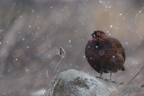 Male red grouse in falling snow, Derbyshire, Peak District National Park. Taken during my long term red grouse project where I spent several months photographing red grouse as they warmed up to the breeding season. Grouse are often very flighty and nervous, but after  spending so much time with the same birds some of the grouse got so used to my presence they ignored me and got on with their day allowing me to capture much more natural behaviour.