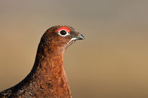 Red Grouse Close Up. Close up detailed portrait of a stunning male red grouse, Derbyshire, Peak District National Park. This particular bird has a real personality and is such a poser that I decided to nickname him Famous. This image was taken during my long term red grouse project where I spent several months photographing red grouse as they warmed up to the breeding season. Grouse are often very flighty and nervous, but after  spending so much time with the same birds some of the grouse got so used to my presence they ignored me and got on with their day allowing me to capture much more natural behaviour.