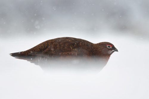 Red Grouse Walking Through Snow, Derbyshire, Peak District National Park. This image was taken during my long term red grouse project where I spent several months photographing red grouse as they warmed up to the breeding season. Grouse are often very flighty and nervous, but after  spending so much time with the same birds some of the grouse got so used to my presence they ignored me and got on with their day allowing me to capture much more natural behaviour.