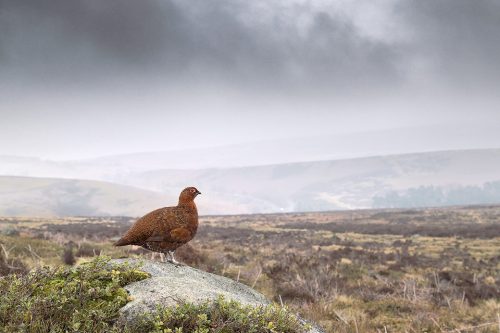 Red Grouse Habitat, Derbyshire, Peak District National Park. Red grouse shown in moorland habitat perched on his favourite rock. One of the advantages of doing an in depth project with the grouse has meant the birds have become so habituated to my presence that I could shoot this with a 16-35 wide angle lens.  This image was taken during my long term red grouse project where I spent several months photographing red grouse as they warmed up to the breeding season. Grouse are often very flighty and nervous, but after  spending so much time with the same birds some of the grouse got so used to my presence they ignored me and got on with their day allowing me to capture much more natural behaviour.