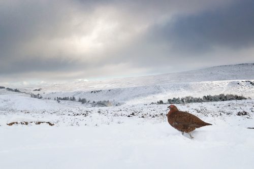 Red Grouse in Snow Covered Habitat, Derbyshire, Peak District National Park. This image was taken with a 16-3mm wide angle lens to show the grouse in the wider habitat. Taken during my long term red grouse project where I spent several months photographing red grouse as they warmed up to the breeding season. Grouse are often very flighty and nervous, but after  spending so much time with the same birds some of the grouse got so used to my presence they ignored me and got on with their day allowing me to capture much more natural behaviour.