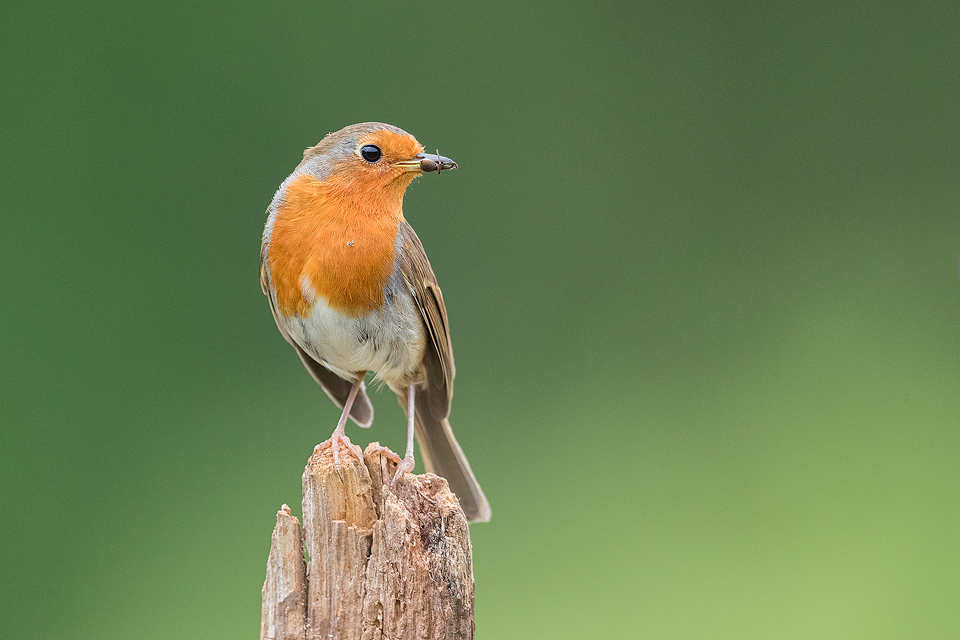 A Robin (Erithacus rubecula) with a spider in its beak, Thursley National Nature Reserve, Godalming.