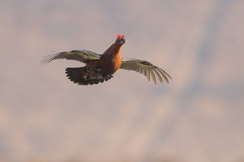 Red Grouse in Flight. A male red grouse mid display flight, Derbyshire, Peak District National Park. This particular bird has a real personality and is such a poser that I decided to nickname him Famous. This image was taken during my long term red grouse project where I spent several months photographing red grouse as they warmed up to the breeding season. Grouse are often very flighty and nervous, but after  spending so much time with the same birds some of the grouse got so used to my presence they ignored me and got on with their day allowing me to capture much more natural behaviour and a range of unusual images.