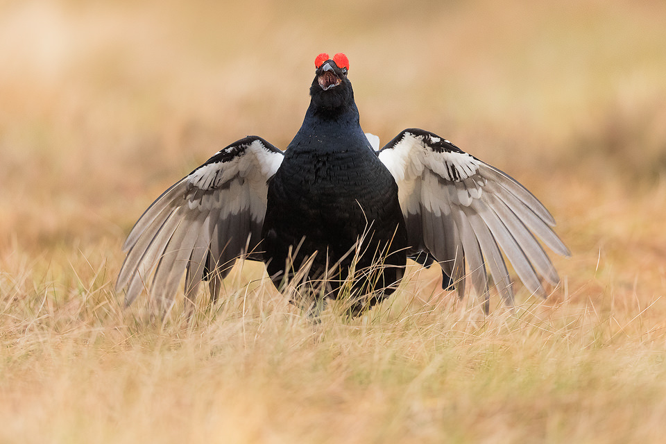 Displaying Black Grouse at the Lek, Cairngorms National Park. These little display flights are a major part of the action at the lek and a behaviour I was eager to capture. The lek is one of the most incredible wildlife experiences I have ever witnessed, the sounds through the dark are out of this world!