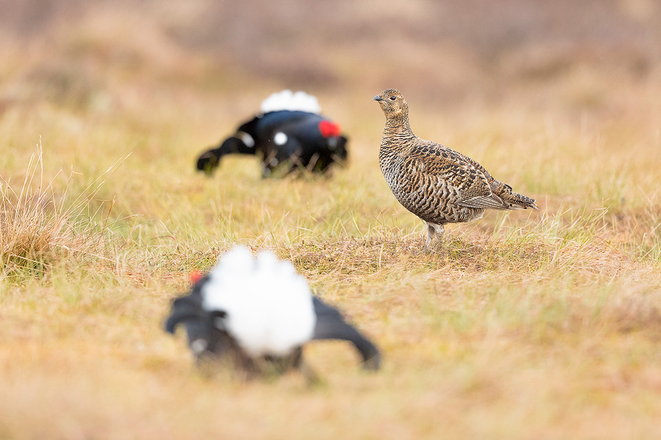 Black Grouse Lek. Here two competing male Black Grouse were trying to impress the nearby gray hen by displaying to one another at the Lek site in the Cairngorms National Park. The lek is one of the most incredible wildlife experiences I have ever witnessed, the sounds through the dark are out of this world!