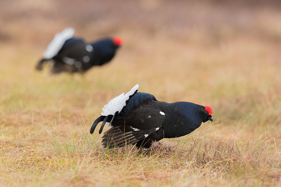 Black Grouse Lekking. Competing male Black Grouse displaying to one another at the Lek, Cairngorms National Park. Here the two birds sized each other up, to see if they were evenly matched. The lek is one of the most incredible wildlife experiences I have ever witnessed, the sounds through the dark are out of this world!