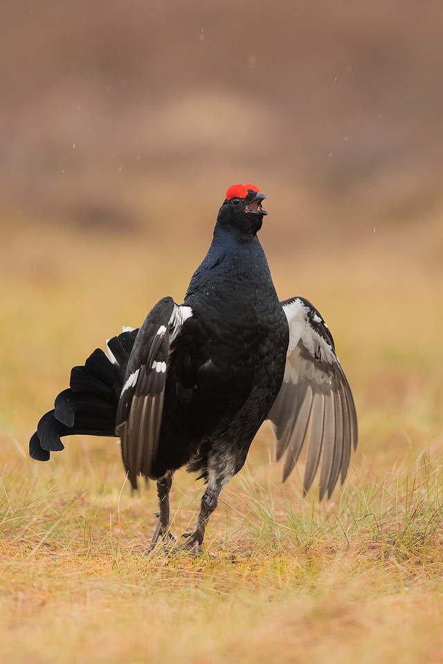 Displaying Black Grouse on a rainy morning the Lek, Cairngorms National Park. These little flutter jumps are a major part of the action at the lek and a behaviour I was eager to capture. The lek is one of the most incredible wildlife experiences I have ever witnessed, the sounds through the dark are out of this world!