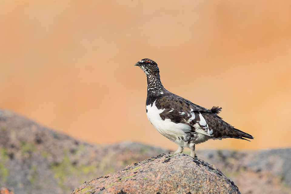 Male Ptarmigan with the evening sunshine lighting up the cliff face behind. Cairngorms National Park, Scotland. Another member of the grouse family, many people choose not to photograph ptarmigan during the Spring, but I think they look fantastic in their patchwork plumage!  As I hadn't photographed them before, I wasn't entirely sure where to go. But after some research on typical habitat, I began the two-hour hike into the mountains to begin my search. After a fruitless couple of hours, I eventually heard the distinctive croaking calls high up on the mountain side. Ptarmigan are amazingly well camouflaged in their habitat, so although I could hear them, I couldn't see any birds at all! All I could do was sit and wait for one to show itself, and show they did!  In flight the white wings stand out like a sore thumb against the dusty red rock and I carefully manoeuvred through the boulder field towards where it had landed. Although initially they were very wary of me, I was amazed at how confiding they were when approached with proper fieldcraft and I was able to get within a couple of metres of several individuals. This striking male was very feisty, displaying and chasing off any competitors hoping for a chance with his lady, hidden away in the rocks.