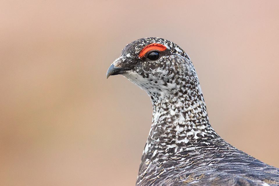 Detailed portrait of a male Ptarmigan. Cairngorms National Park, Scotland. Another member of the grouse family, many people choose not to photograph ptarmigan during the Spring, but I think they look fantastic in their patchwork plumage!  As I hadn't photographed them before, I wasn't entirely sure where to go. But after some research on typical habitat, I began the two-hour hike into the mountains to begin my search. After a fruitless couple of hours, I eventually heard the distinctive croaking calls high up on the mountain side. Ptarmigan are amazingly well camouflaged in their habitat, so although I could hear them, I couldn't see any birds at all! All I could do was sit and wait for one to show itself, and show they did!  In flight the white wings stand out like a sore thumb against the dusty red rock and I carefully manoeuvred through the boulder field towards where it had landed. Although initially they were very wary of me, I was amazed at how confiding they were when approached with proper fieldcraft and I was able to get within a couple of metres of several individuals. This striking male was very feisty, displaying and chasing off any competitors hoping for a chance with his lady, hidden away in the rocks.