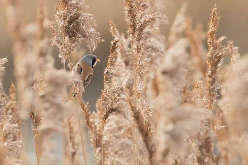 Bearded tit on reed heads in Winter, Yorkshire, UK. The Male bearded tit is one of our most distinctive and easily recognisable native birds. These shy birds have eluded me many times over the years, so when a friend told me about an unusually confident male I jumped at the chance to photograph it. Here he paused briefly for me in the classic pose on the reed stems.