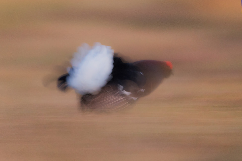 Abstract Black Grouse at the Lek, Cairngorms National Park. As the light levels were too low for action shots I decided to take the opportunity to produce some abstract images, using a slow shutter speed as the charged at one another in the gloom. The lek is one of the most incredible wildlife experiences I have ever witnessed, the sounds through the dark are out of this world!