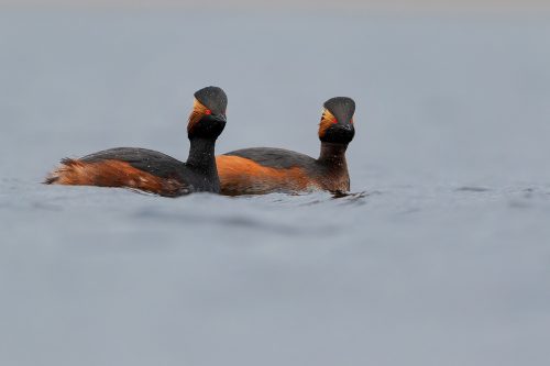 A pair of Black necked grebes in stunning breeding plumage, Yorkshire UK. Black necked grebes are incredibly rare breeding birds in the UK, estimated at just 32-51 pairs, half of which are found in my home county of Yorkshire! In late winter I spent several days photographing a pair as they warmed up to the breeding season and disappeared into the dense reed beds. 