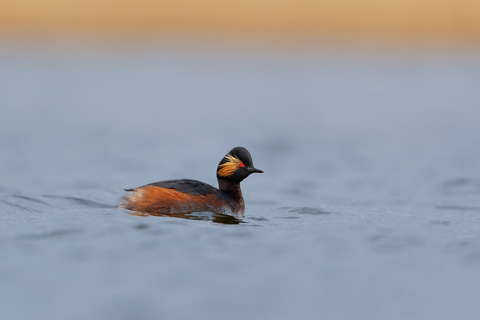 Black necked grebe in stunning breeding plumage, Yorkshire UK. Black necked grebes are incredibly rare breeding birds in the UK, estimated at just 32-51 pairs, half of which are found in my home county of Yorkshire! In late winter I spent several days photographing a pair as they warmed up to the breeding season and disappeared into the dense reed beds. 