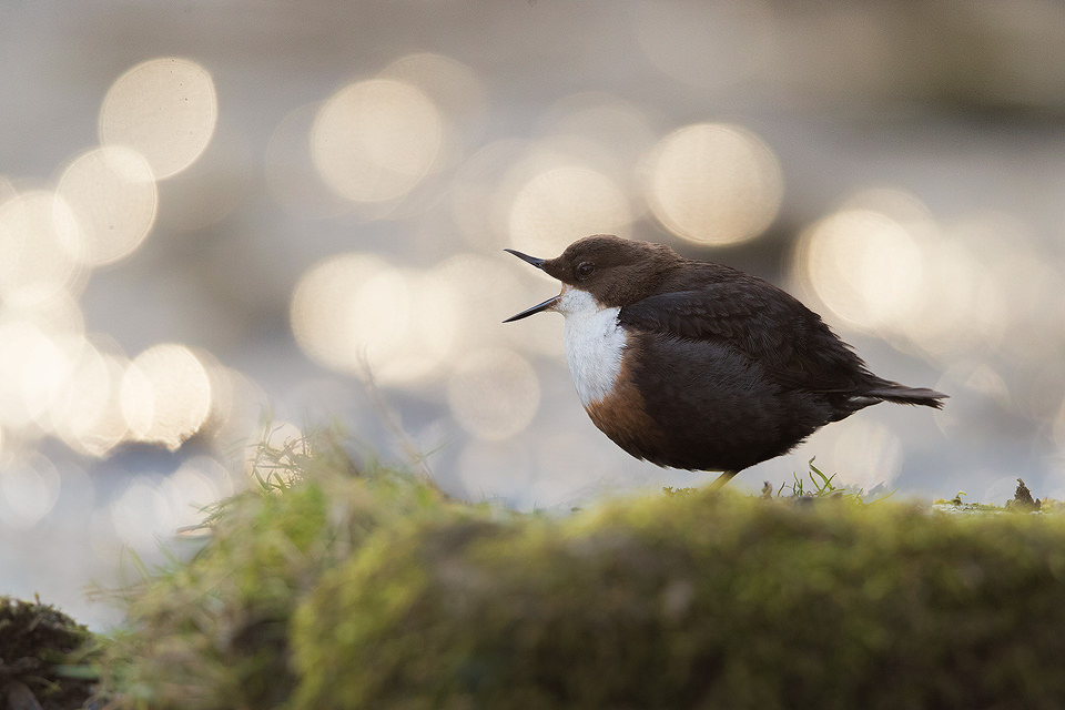 Dipper Beak Stretch. Backlit dipper stretching its beak muscles next to a waterfall with Bokeh Background. 