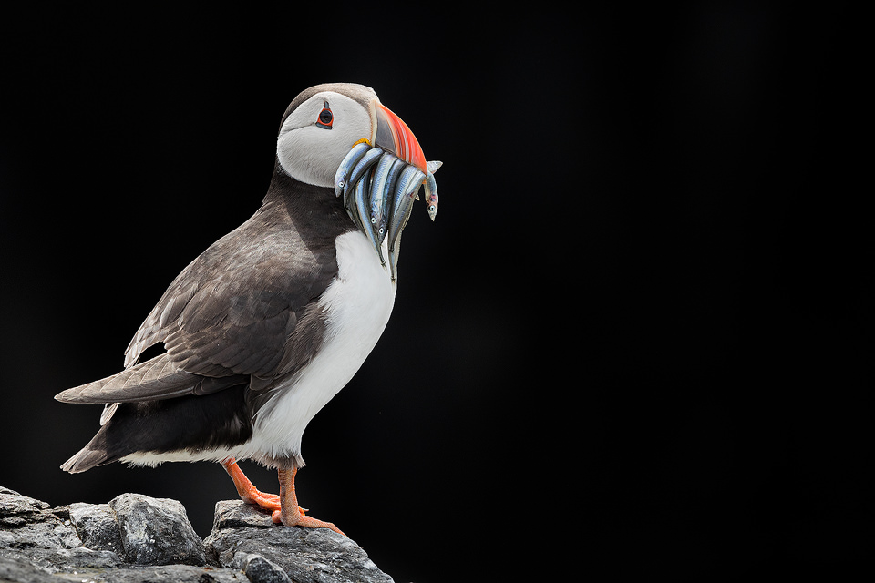 Atlantic puffin on black. I noticed the puffins flying into here with beaks full of sand eels and used the bright late morning sunshine to expose for the puffin whilst enabling me to black out the background; a dark area of cliff in deep shade.