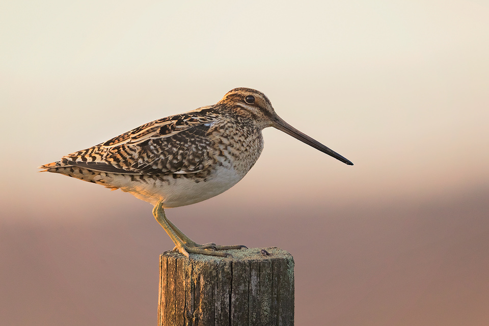 Snipe perched on a weathered fence post in late evening light. Spring, Derbyshire, Peak District National Park.