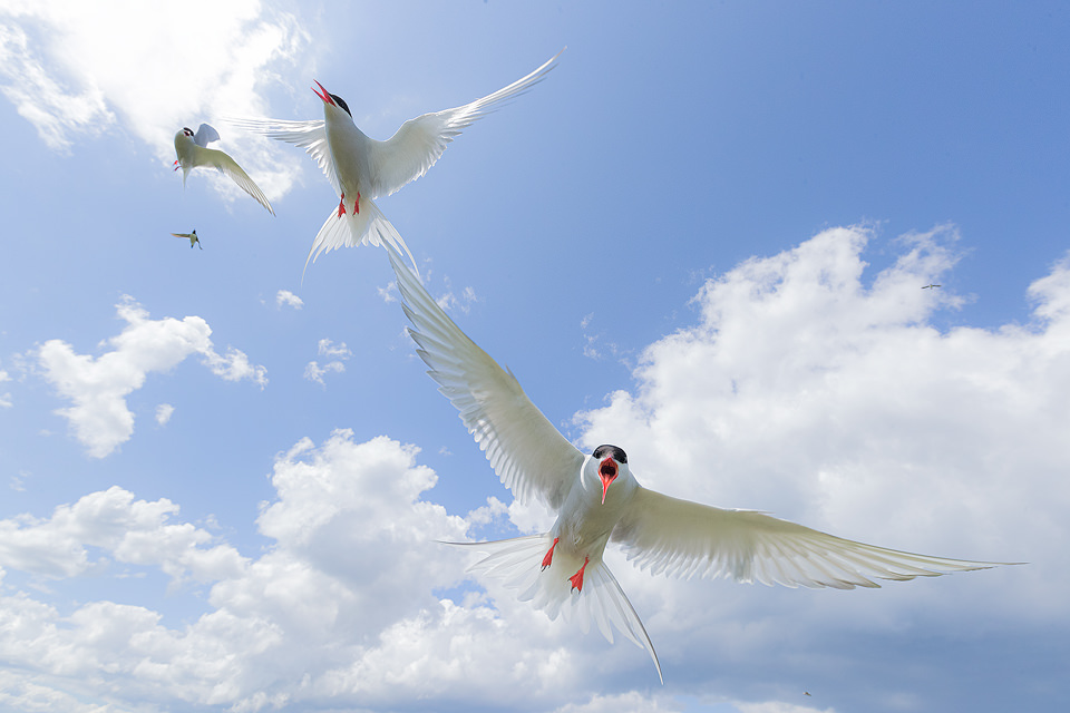 Group of Arctic Terns in Flight, taken on Inner Farne Island bird sanctuary in Northumberland. The terns on the island are fiercely defensive of their nest sites, attacking anyone who dares to walk by! Here I was able to use my wide angle lens to show the terns against the blue cloudy sky. Although it may seem irresponsible to disturb the birds during the nesting season, the human presence on the island has actually meant much higher breeding success for the birds as it keeps the predators away. During the summertime around 150,000 breeding pairs of seabirds flock to the Farne Islands to nest. With such huge numbers crammed onto these tiny islands they are undoubtedly one of the best places in the UK to get close to sea birds.