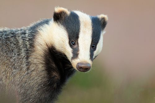 Badger Portrait. Derbyshire, Peak District NP. Over time this young badger got completely used to my presence near the sett. As a result he didn't react at all to noise or slight movement. Despite this I always keep as quiet and still as possible for fear of breaking the trust built up with these incredibly timid creatures.