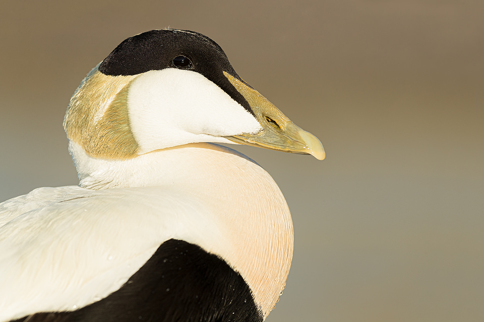 Close up of a male eider duck in breeding plumage illuminated by warm evening sunshine. Northumberland. UK