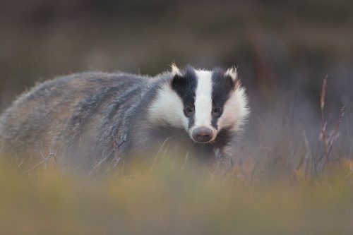 An adult Female Badger I affectionately nicknamed Scruffles thanks to her incredibly scruffy look! At one point she was looking very unhealthy but after an amazing recovery she is thankfully much improved.  Derbyshire, Peak District National Park. No matter how much time I spend with badgers it's always an amazing experience and a real treat to have the trust of these elusive and shy animals. 