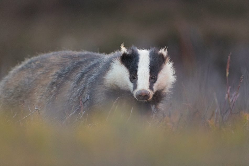 Female Badger - Francis J Taylor Photography